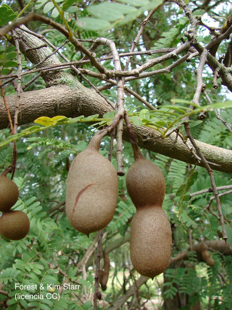 Tamarindo