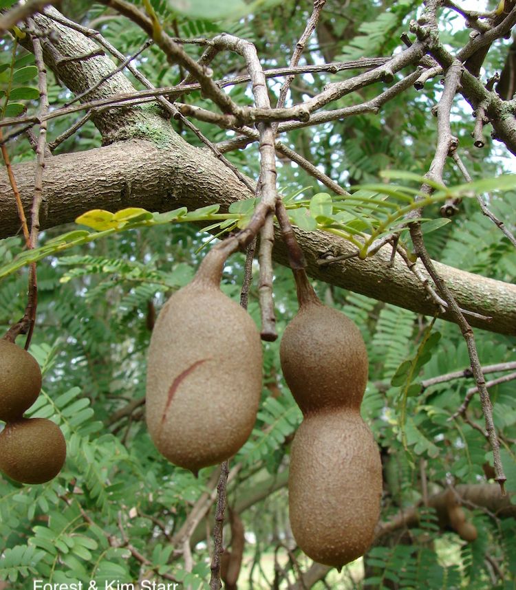 Tamarindo