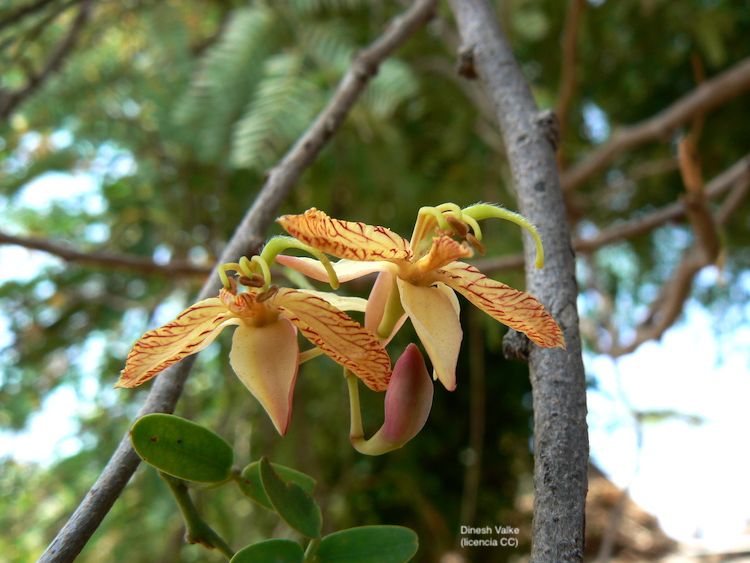 Tamarindo, flor