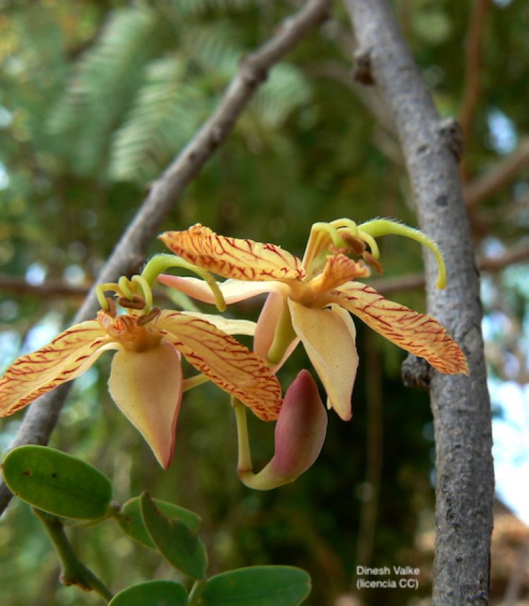 Tamarindo, flor