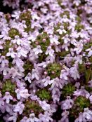 Utilizan plantas medicinales para tratamiento de enfermedades en aves de corral