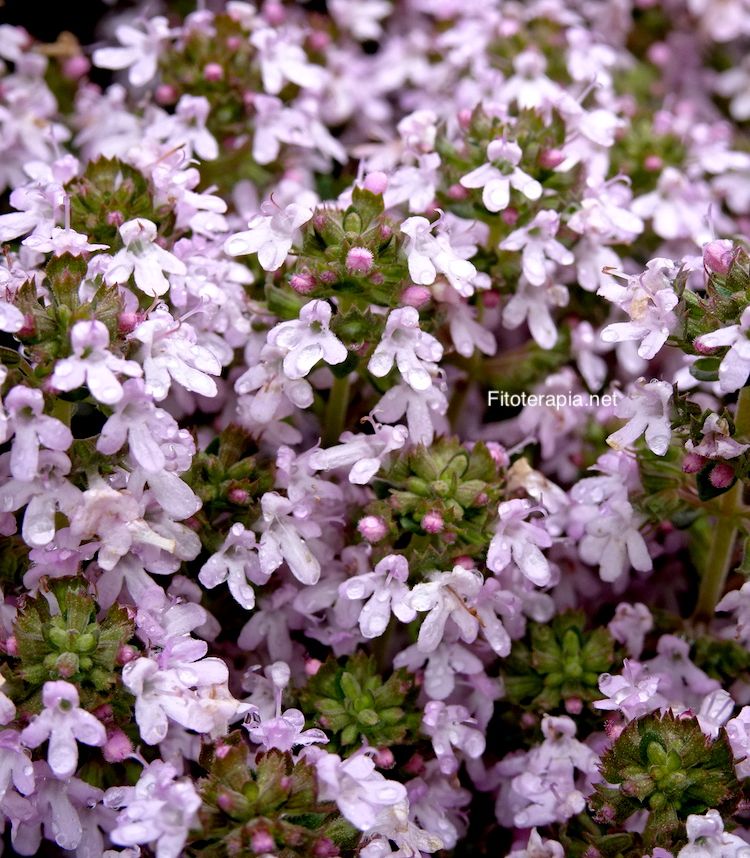 <i>Thymus vulgaris</i>