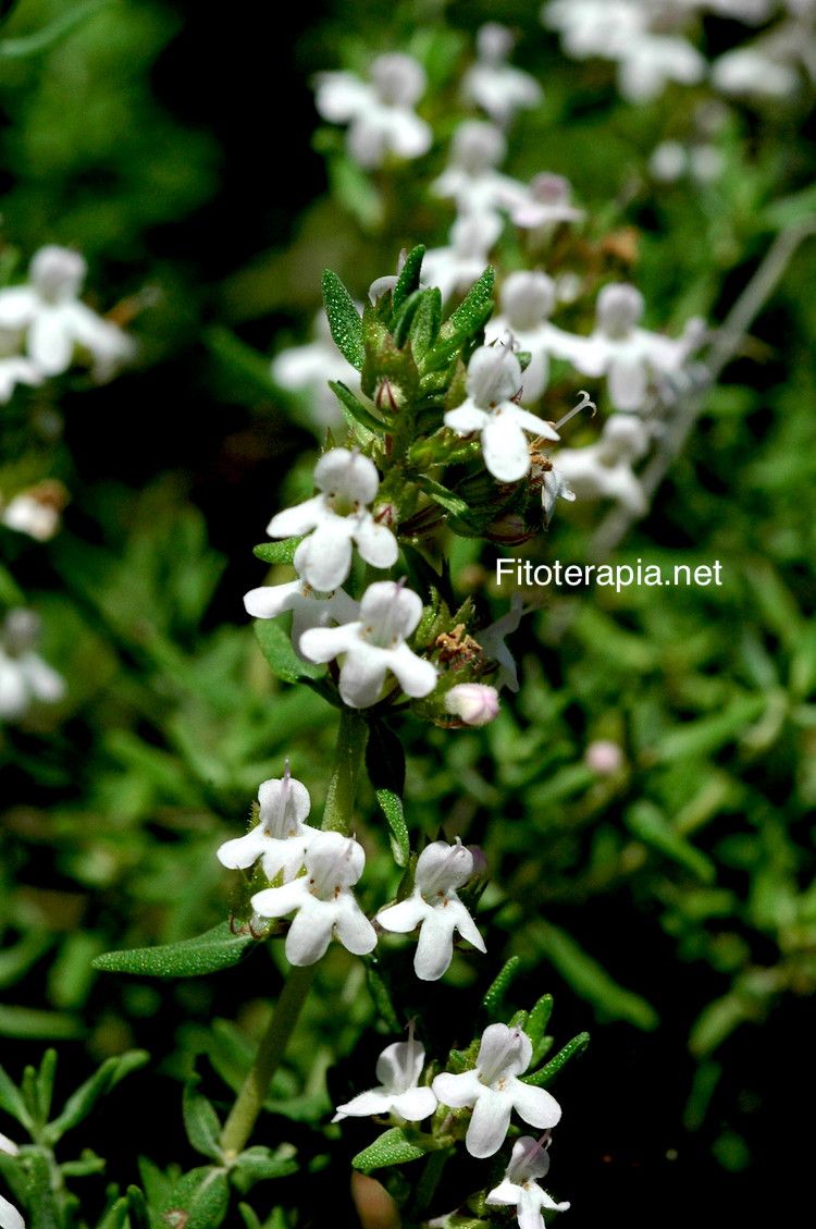 <i>Thymus vulgaris</i>