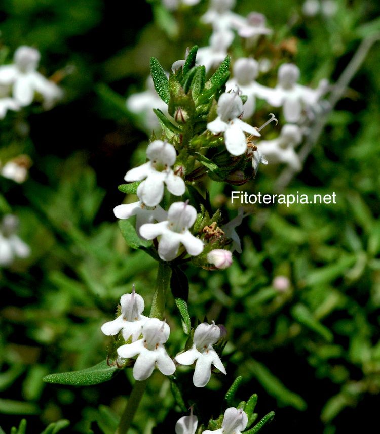 <i>Thymus vulgaris</i>