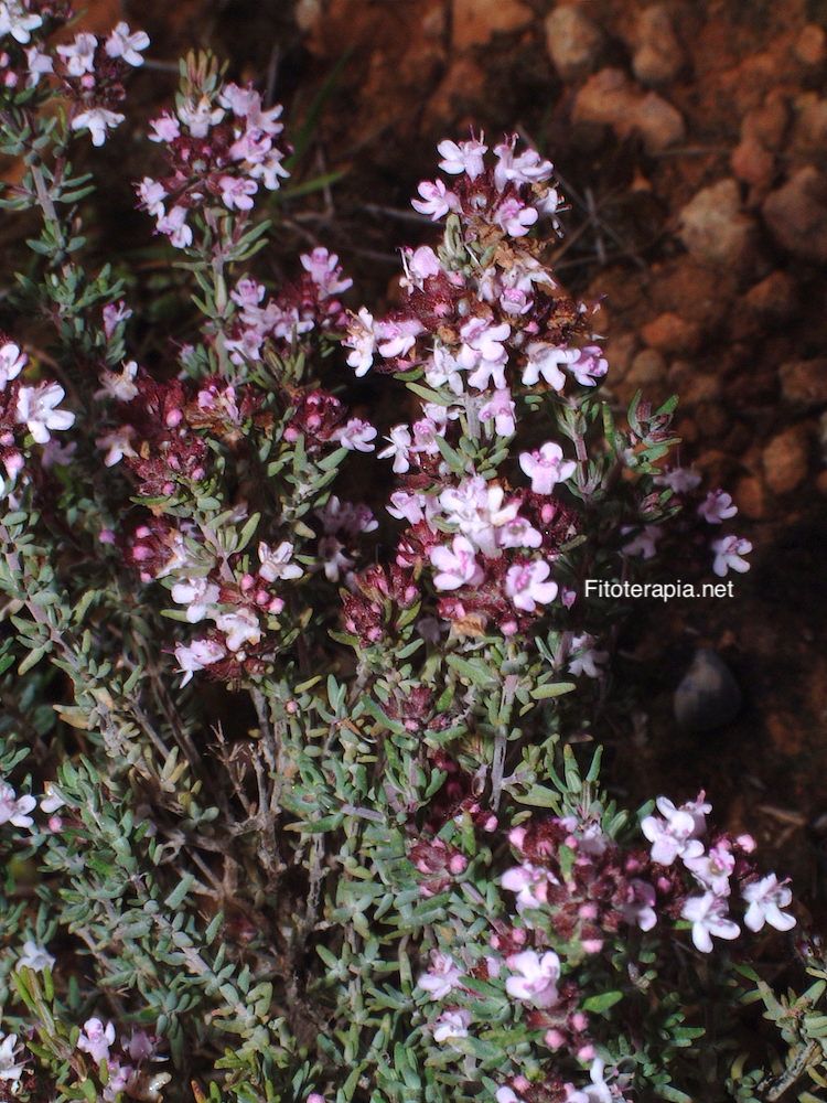 <i>Thymus vulgaris</i>