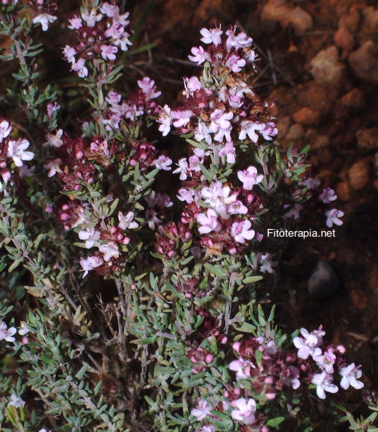 <i>Thymus vulgaris</i>