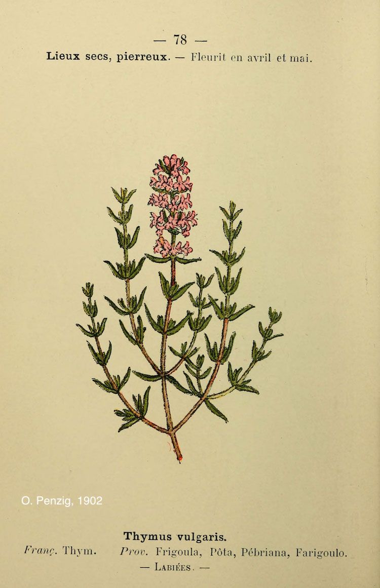 <i>Thymus vulgaris</i>