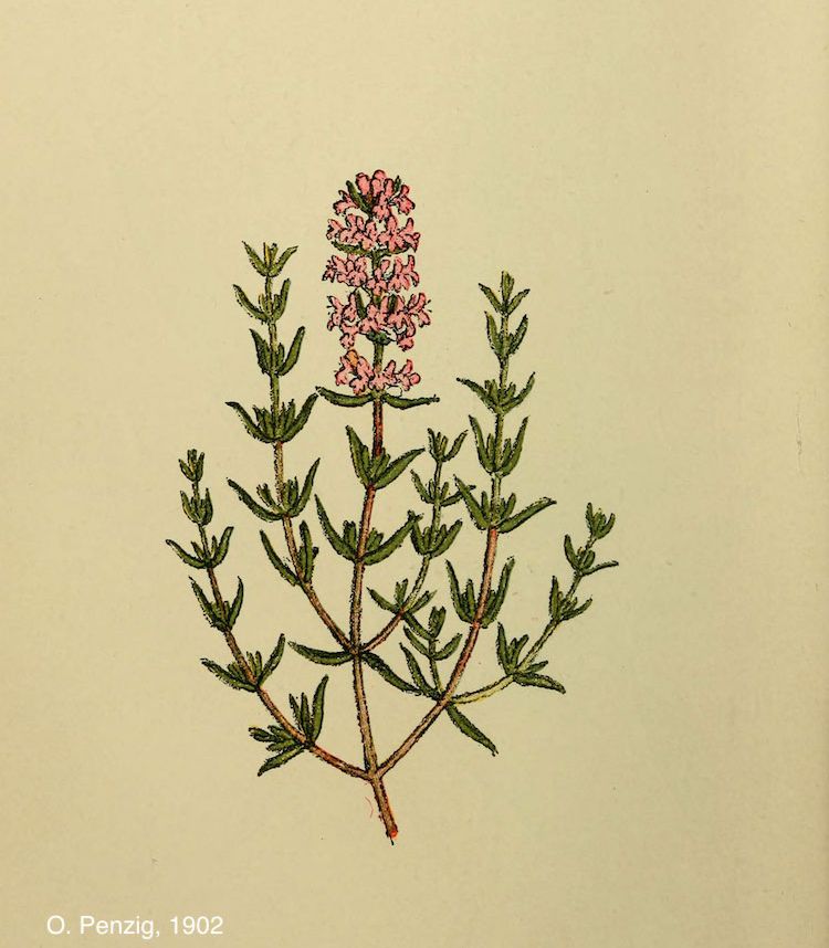 <i>Thymus vulgaris</i>