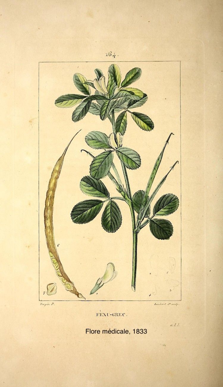 Alholva. Ilustración de Flore Médicale (1833)