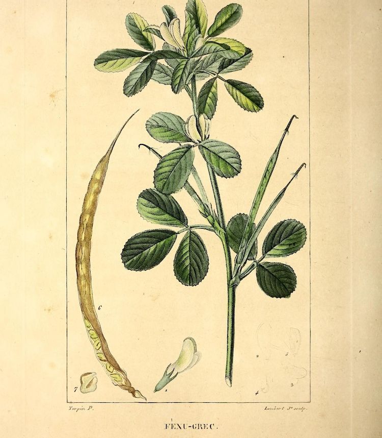 Alholva. Ilustración de Flore Médicale (1833)