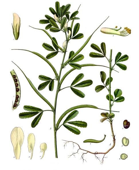 Alholva. Ilustración: Köhler's Medizinal-Pflanzen (1890)