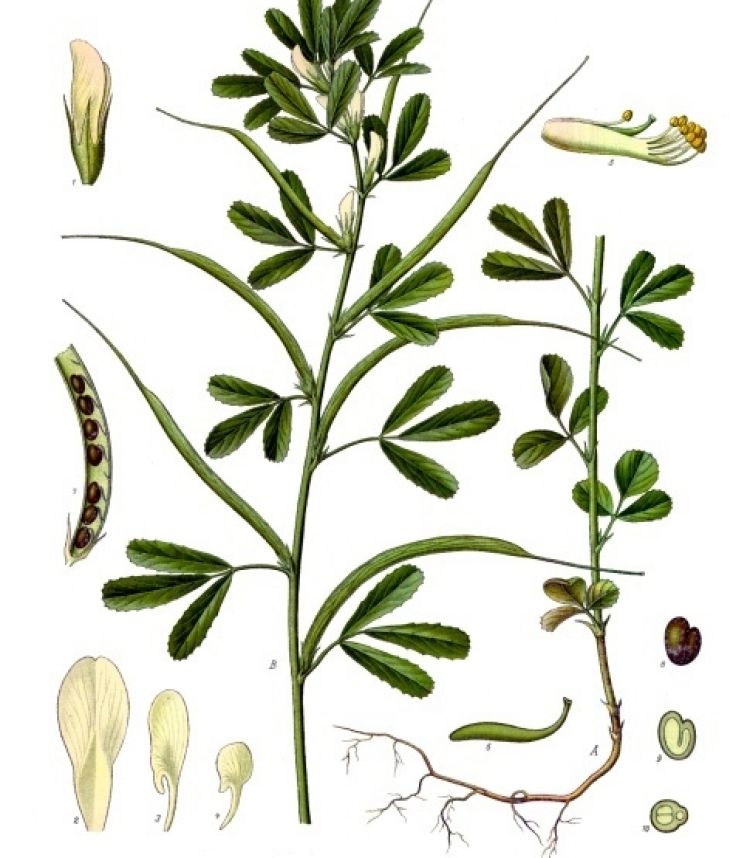 Alholva. Ilustración: Köhler's Medizinal-Pflanzen (1890)