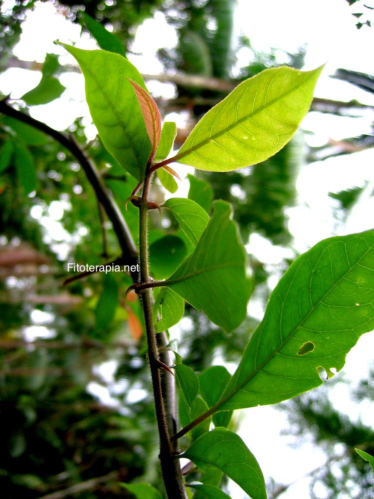 <i>Uncaria tomentosa</i>