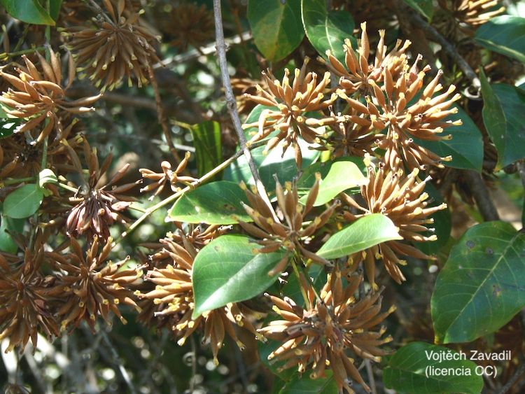 <i>Uncaria guianensis</i>