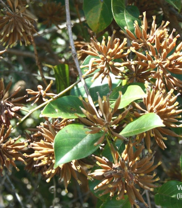 <i>Uncaria guianensis</i>