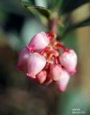 Tres profesores del Departament de Farmacologia de la Universitat de Valencia han publicado una revisión sobre la actividad antioxidante de las hidroquinonas
