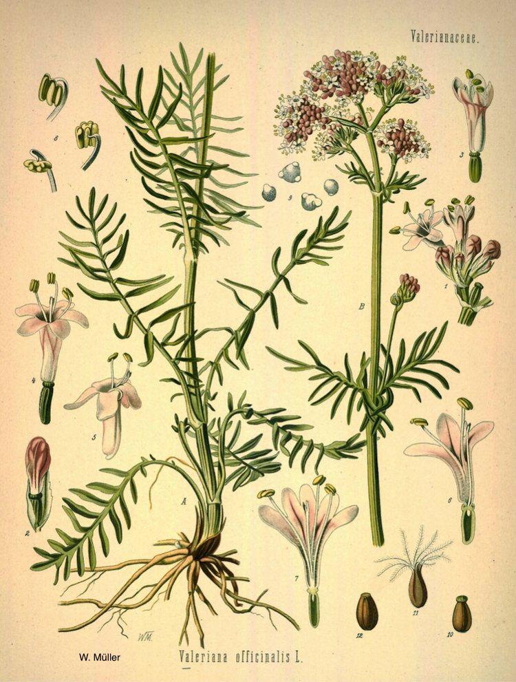 Valeriana