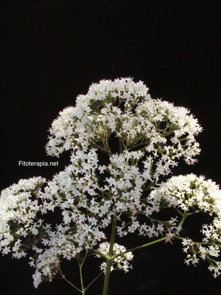 Valeriana