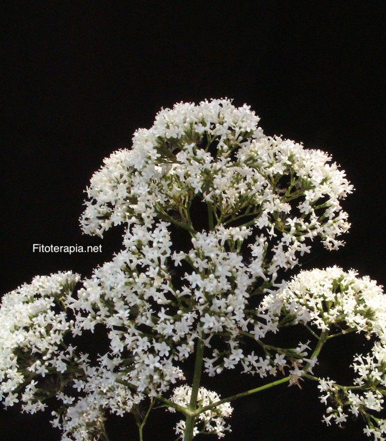 Valeriana