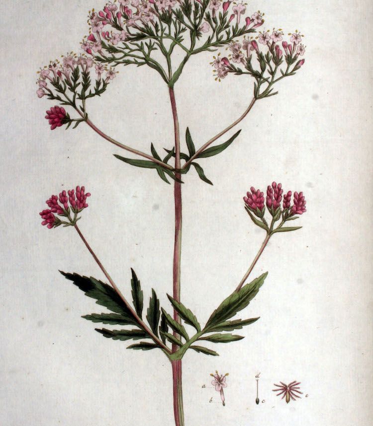 Valeriana