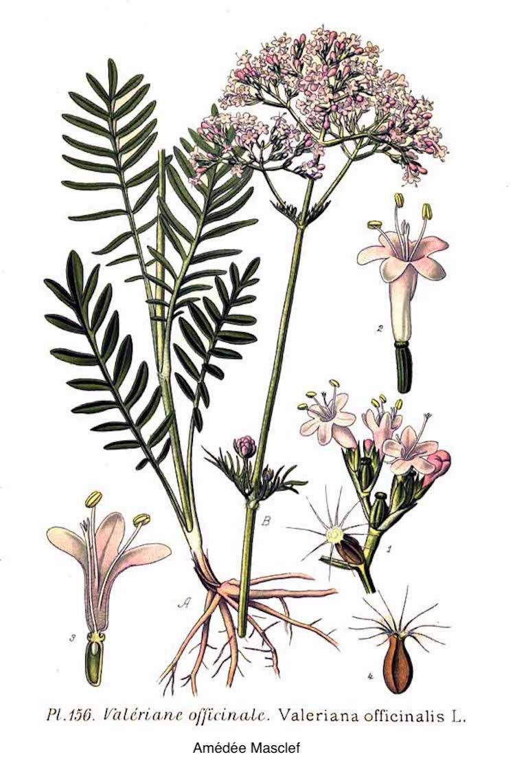 Valeriana