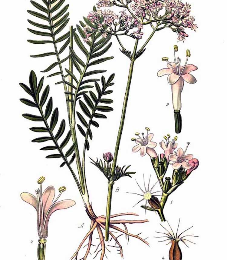 Valeriana