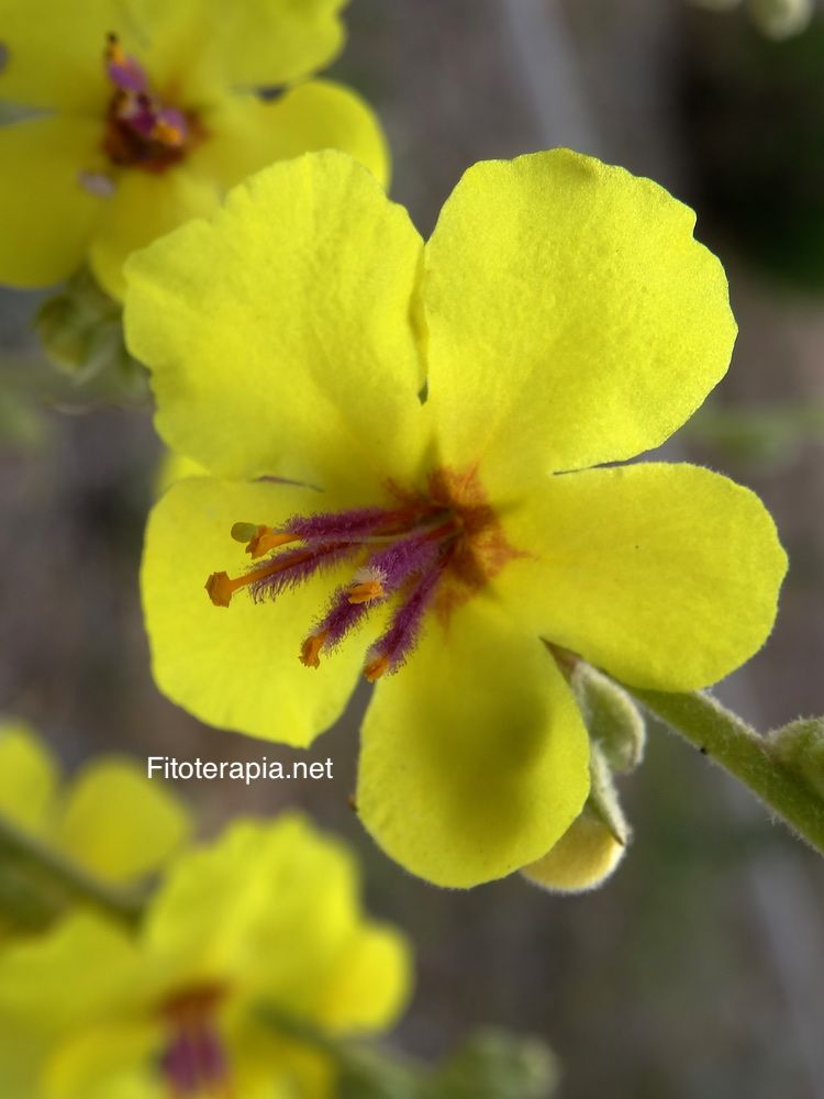 <i>Verbascum densiflorum</i>