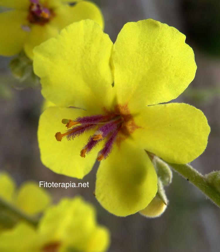 <i>Verbascum densiflorum</i>