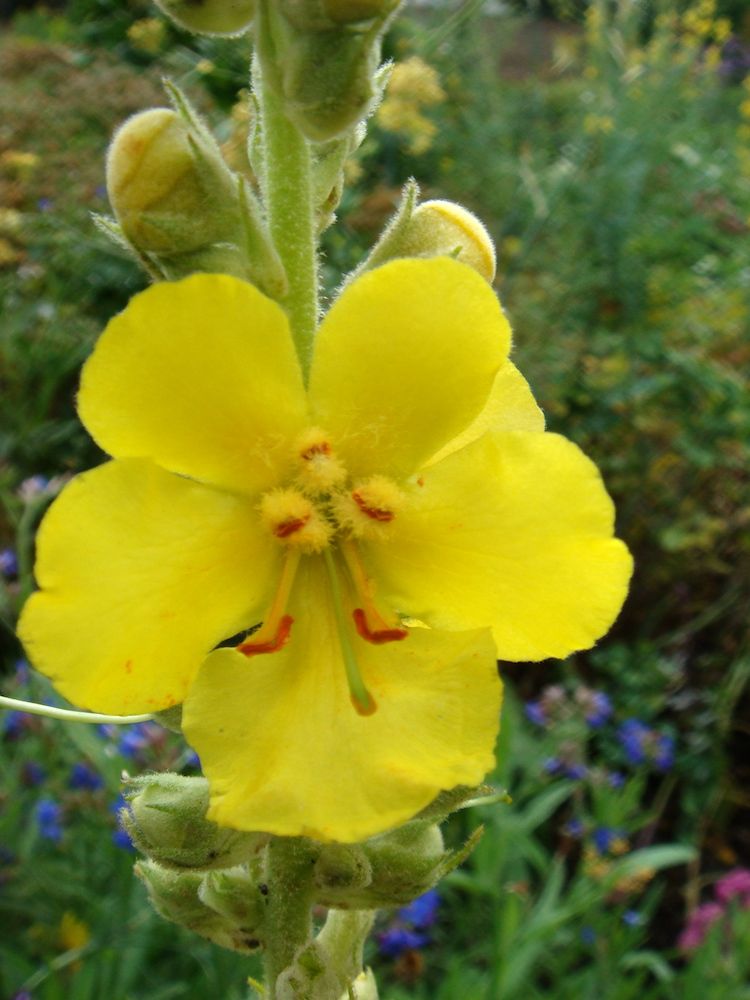 <i>Verbascum phlomoides</i>