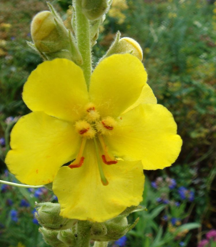 <i>Verbascum phlomoides</i>