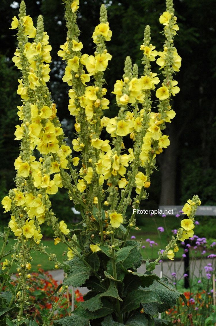 <i>Verbascum phlomoides</i>