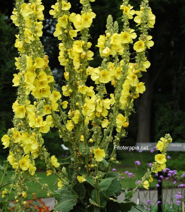 <i>Verbascum phlomoides</i>