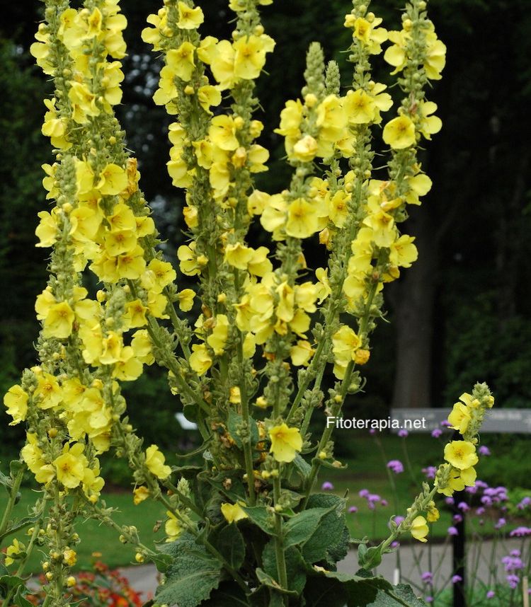 <i>Verbascum phlomoides</i>