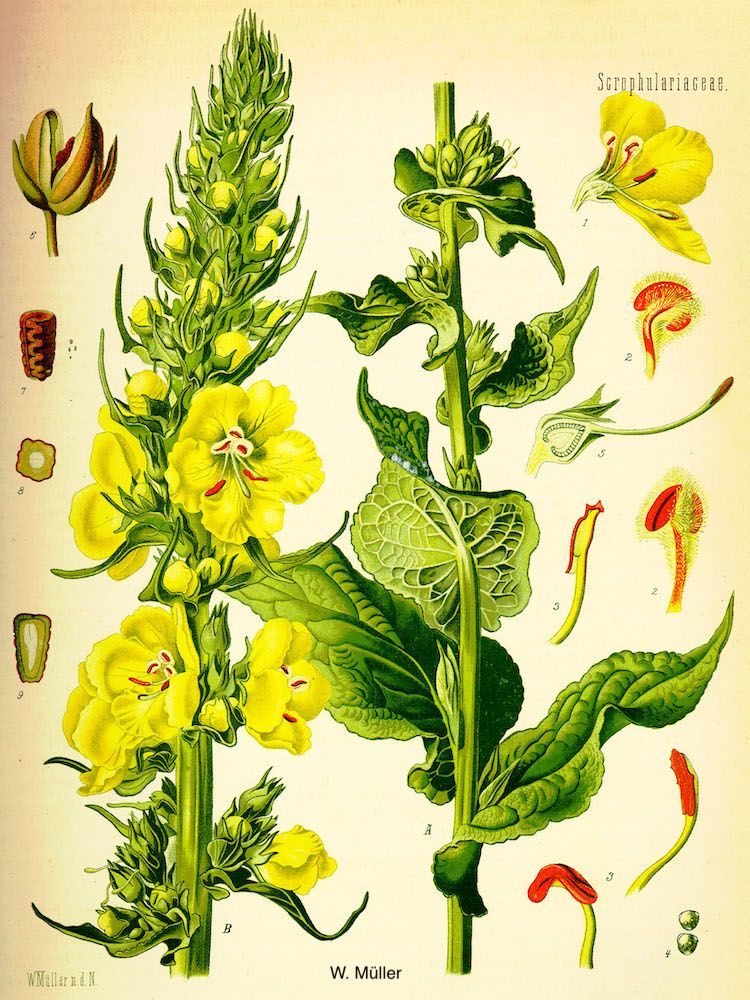 <i>Verbascum phlomoides</i>