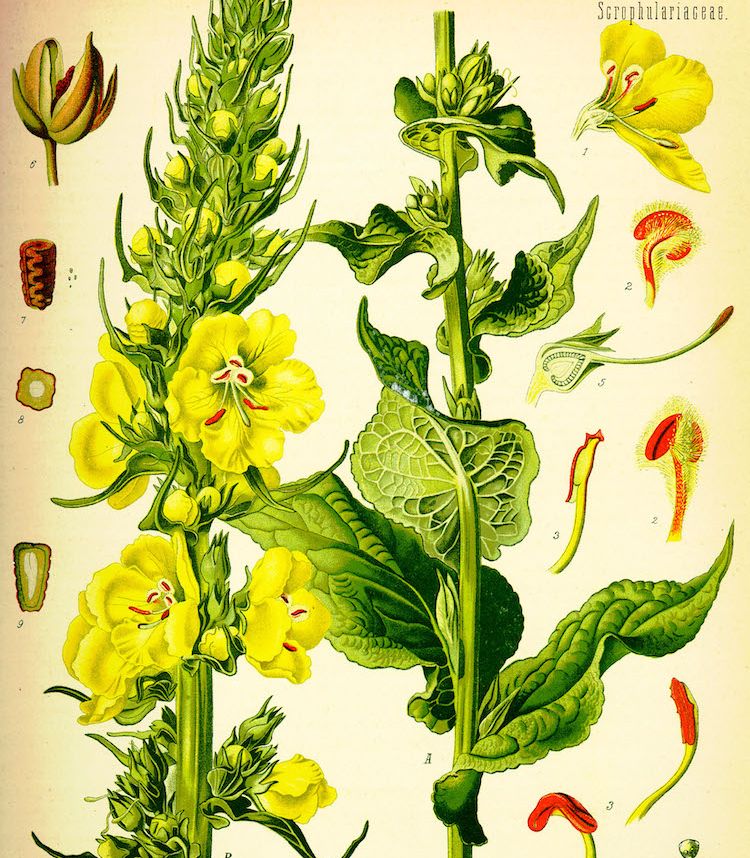 <i>Verbascum phlomoides</i>