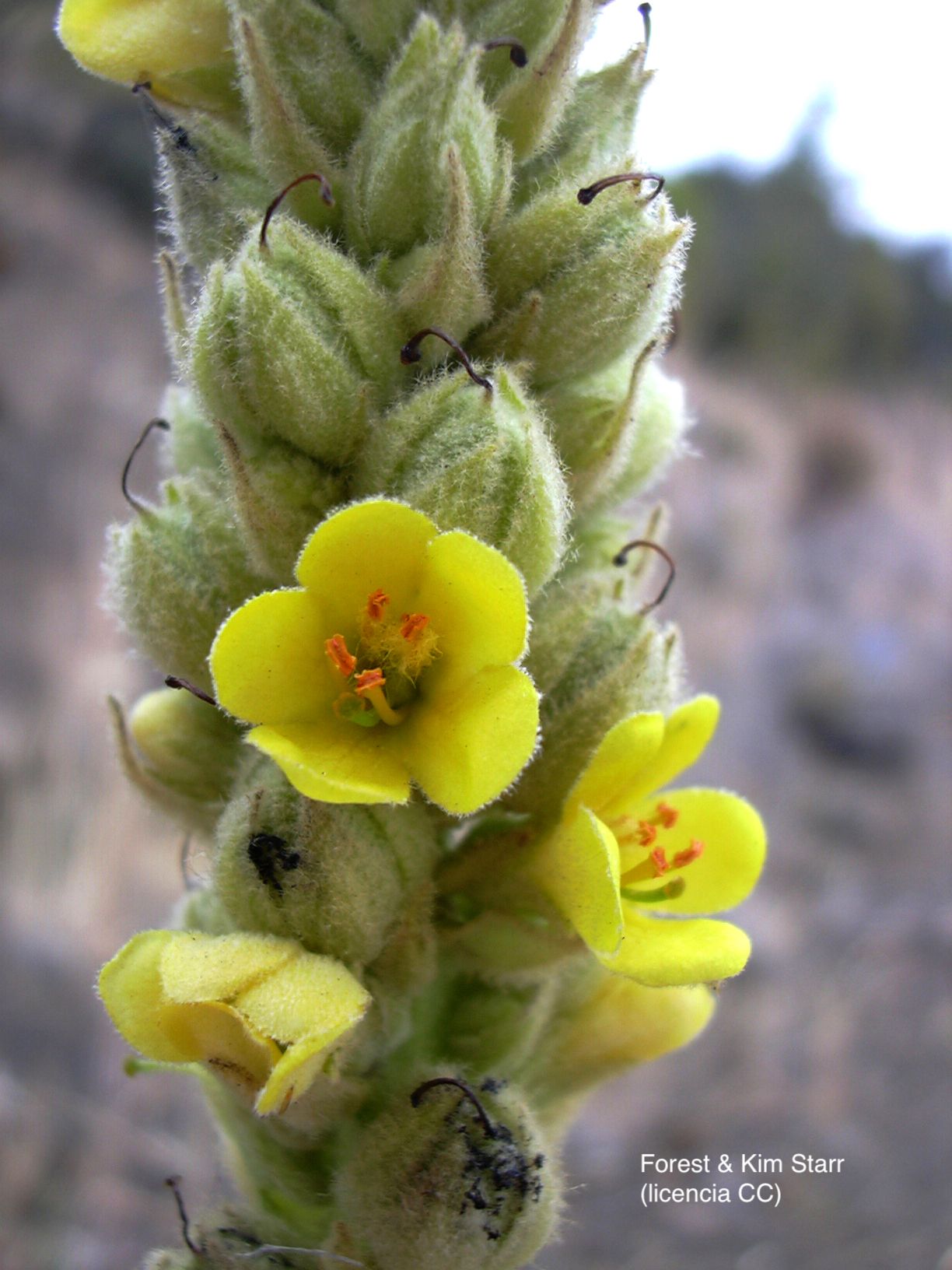 <i>Verbascum thapsus</i>