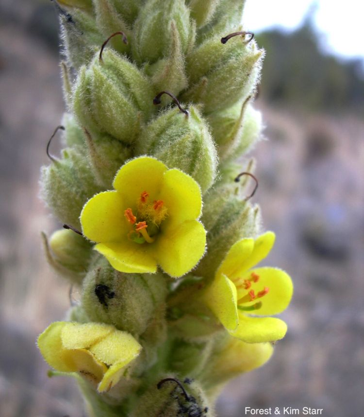 <i>Verbascum thapsus</i>