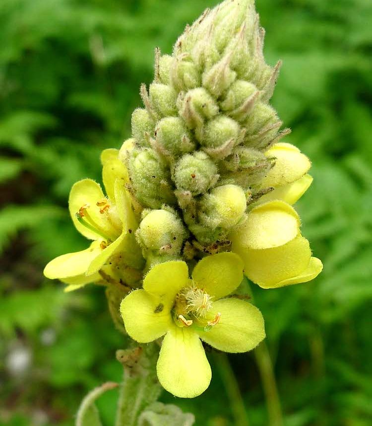 <i>Verbascum thapsus</i>