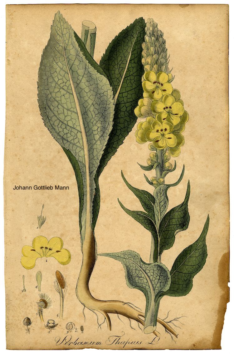 <i>Verbascum thapsus</i>