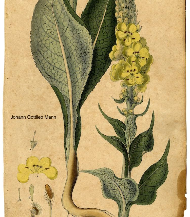 <i>Verbascum thapsus</i>