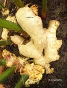 Plantas en el manejo de las náuseas y vómitos inducidos por quimioterapia