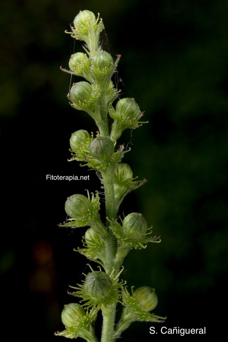 <i>Agrimonia eupatoria</i>