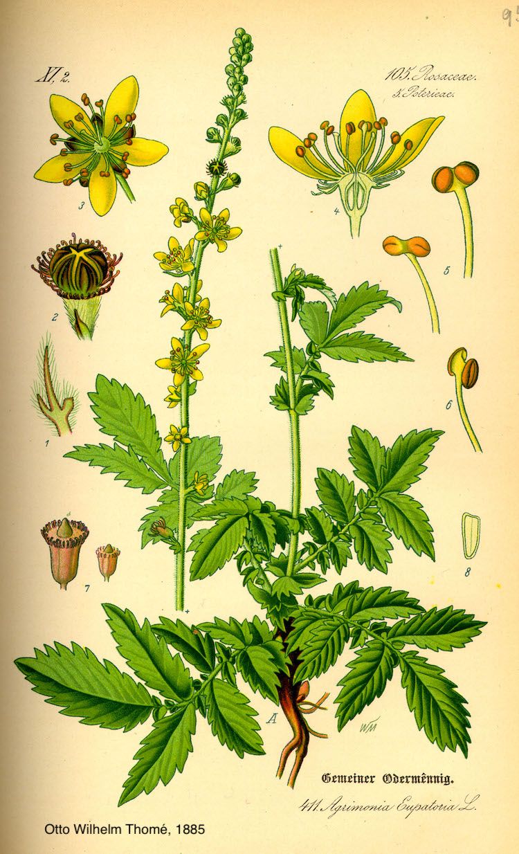 <i>Agrimonia eupatoria</i>