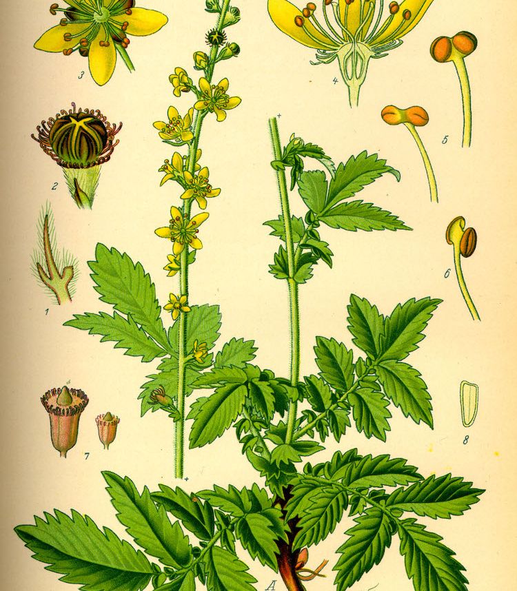 <i>Agrimonia eupatoria</i>