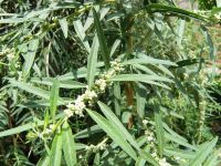 Efecto ansiolítico de <i>Aloysia polystachya</i> en ratón.