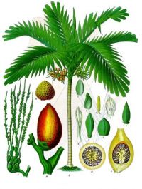 Potencial antimigrañoso de la nuez de areca