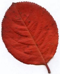 Revisión química y farmacológica del fruto de aronia.