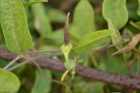 Uso tradicional de <i>Aristolochia indica</i> como antídoto del veneno de serpientes