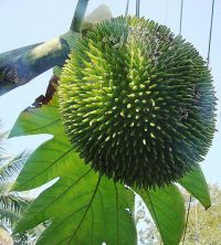 Revisión del uso tradicional del género <i>Artocarpus</i>