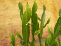 Inhibición de la secreción gástrica con <i>Baccharis trimera</i>
